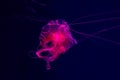 Bright beautiful red jellyfish jellyfish Royalty Free Stock Photo