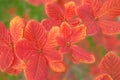 Bright beautiful red orange yellow autumn leaves close up on blurred green pink background Royalty Free Stock Photo