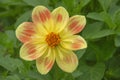 Bright beautiful red yellow dahlia flower on a background of green leaves in a flower garden Royalty Free Stock Photo