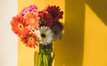 Bright beautiful red and yellow flowers bouquet of gerberas stand in glass vase on yellow background. Floral still life Royalty Free Stock Photo