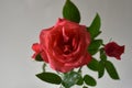 Bright Beautiful Romantic Close up of orange roses