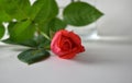 Bright Beautiful Romantic Close up of single rose