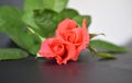 Bright Beautiful Romantic Close up of two orange roses