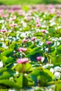 Bright and beautiful scenery of water lilies on a tropical pond, colorful pink water lilies in full bloom, bokeh with blurred Royalty Free Stock Photo