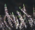 Bright beautiful spring background, pink blooming heather in the forest, close-up image Royalty Free Stock Photo