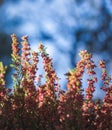 Bright beautiful spring background, pink blooming heather in the forest, close-up image Royalty Free Stock Photo