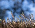 Bright beautiful spring background, pink blooming heather in the forest, close-up image Royalty Free Stock Photo