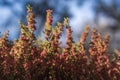 Bright beautiful spring background, pink blooming heather in the forest, close-up image Royalty Free Stock Photo