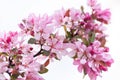 Bright beautiful spring image of a branch of a blossoming cherry tree with large flowers of pink color on a light background Royalty Free Stock Photo