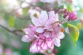 Bright beautiful spring image of a branch of a blossoming cherry tree with large flowers of pink color in nature Royalty Free Stock Photo