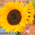 Bright beautiful sunflowers Royalty Free Stock Photo