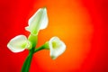 Three classic white calla lilies on abstract red orange gradient background Royalty Free Stock Photo