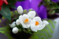Bright beautiful white crocus flower stands on the windowsill Royalty Free Stock Photo