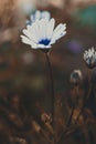 Bright beautiful white flower Anemos. Abstract dark background. Space in background for copy, text, your words. Royalty Free Stock Photo