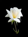 Bright beautiful white rose