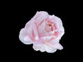 Bright beautiful white rose Royalty Free Stock Photo