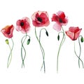 Bright beautiful wonderful summer autumn herbal floral red poppies flowers with green leaves watercolor