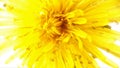 Bright,beautiful yellow dandelion,Taraxacum officinale flower on a white background.Macro photo.Seasonal spring and summer flowers Royalty Free Stock Photo