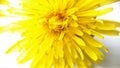 Bright,beautiful yellow dandelion,Taraxacum officinale flower on a white background.Macro photo.Seasonal spring and summer flowers Royalty Free Stock Photo