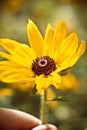 Bright beautiful yellow flower in hand. Abstract background. Space in background for copy, text, your words Royalty Free Stock Photo