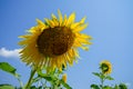 Bright beautiful yellow fresh sunflower in landscape field showing brown pattern head, soft petal, green stem, leaves with blue Royalty Free Stock Photo