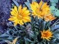 Bright beautiful yellow Gazania flower with pointed petals Royalty Free Stock Photo