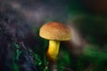 Bright beautiful yellow orange mushroom on a green blurred background close up. Mossiness mushroom, xerocomus in the forest Royalty Free Stock Photo