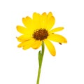 Bright beautiful yellow osteospermum african daisy isolated on the white background Royalty Free Stock Photo