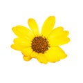Bright beautiful yellow osteospermum african daisy isolated on the white background Royalty Free Stock Photo