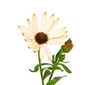 Bright beautiful yellow osteospermum african daisy isolated on the white background Royalty Free Stock Photo
