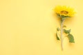 Bright beautiful yellow sunflower on a bright yellow background. view from above. with place for inscription Royalty Free Stock Photo