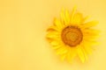 Bright beautiful yellow sunflower on a bright yellow background. view from above. with place for inscription Royalty Free Stock Photo