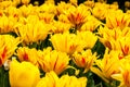 Bright beautiful yellow tulips with red stripes. Royalty Free Stock Photo