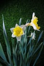 Bright beautiful yellow and white daffodils in spring on dark green background