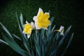 Bright beautiful yellow and white daffodils in spring on dark green background