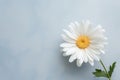 Summer beauty nature blooming chamomile daisy background floral spring flower white plant Royalty Free Stock Photo