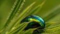 Bright beetle Chrysolina herbacea busy eating greens Royalty Free Stock Photo