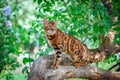 Bright Bengal cat sits on a lilac trunk surrounded by foliage