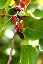 Bright berries of a mulberry of pink, red and black colors are singing on a branch