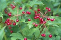 Bright berries of viburnum on background of green foliage