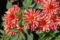 Bright bi-colored dahlias of the `Gallery Art Deco` variety in the garden, close-up