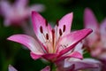 Bright bicolor lily flower closeup photo in summertime. Royalty Free Stock Photo