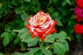 Bright bicolor rose flower of the Imperatrice Farah variety. Large elegant orange-white flower growing on a green stem in a flower