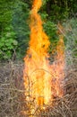 Bright big bonfire while burning a large number of garbage branches Royalty Free Stock Photo