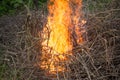 Bright big bonfire while burning a large number of garbage branches Royalty Free Stock Photo