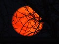 A bright and big moon behind the trees Royalty Free Stock Photo