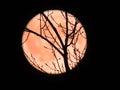 A bright and big moon behind the trees Royalty Free Stock Photo