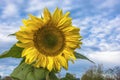 Bright big yellow sunflower on the background of the cloudy sky Royalty Free Stock Photo