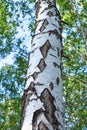 Bright birch bark in forest at summer with branch Royalty Free Stock Photo