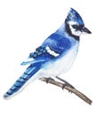 Bright bird blue Jay with a tuft